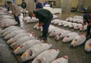 fish on ground in china market