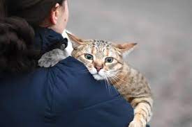 lady holding cat